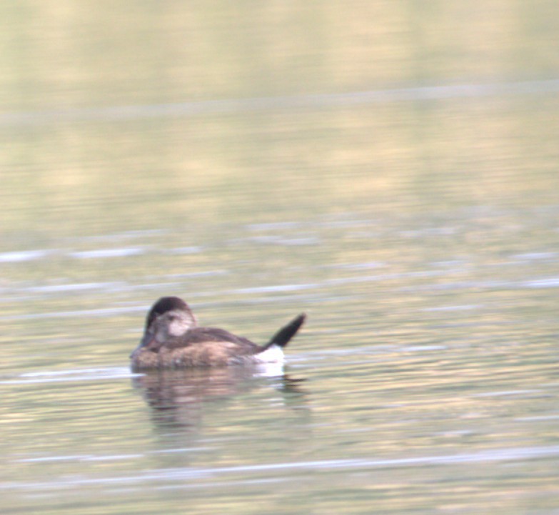 Ahate herdoiltsua - ML644568127