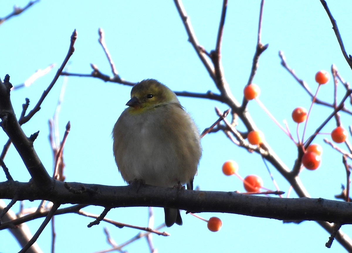 American Goldfinch - ML644568134