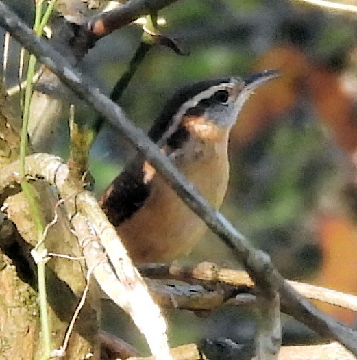 Carolina Wren - ML644568135