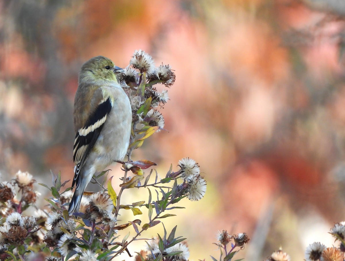 American Goldfinch - ML644568141