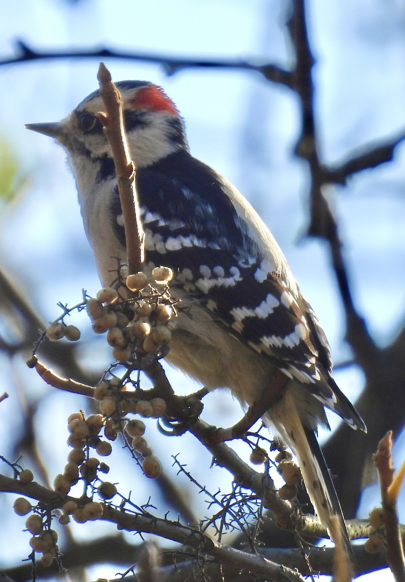 Downy Woodpecker - ML644568145