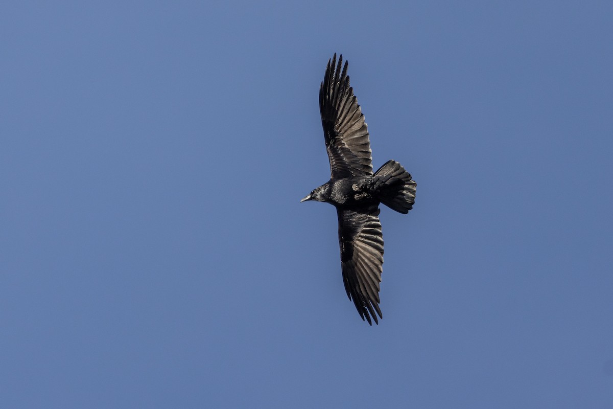 Крук звичайний - ML644568147