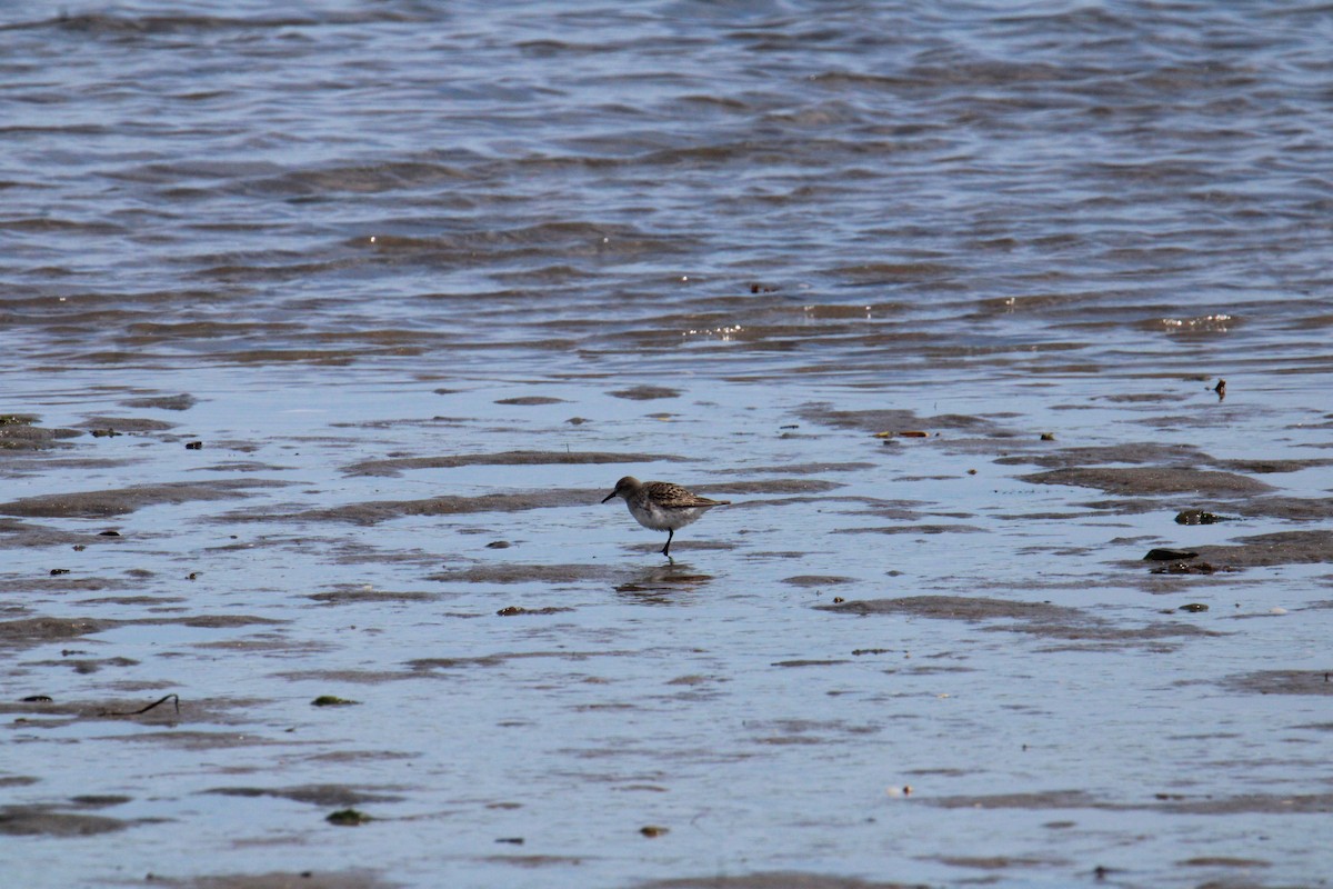 コシジロウズラシギ - ML644568149