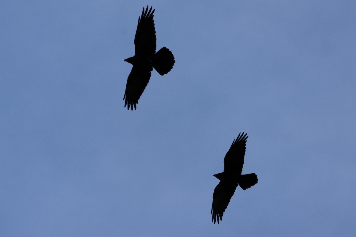 Крук звичайний - ML644568150