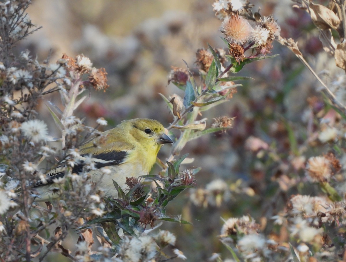 American Goldfinch - ML644568151