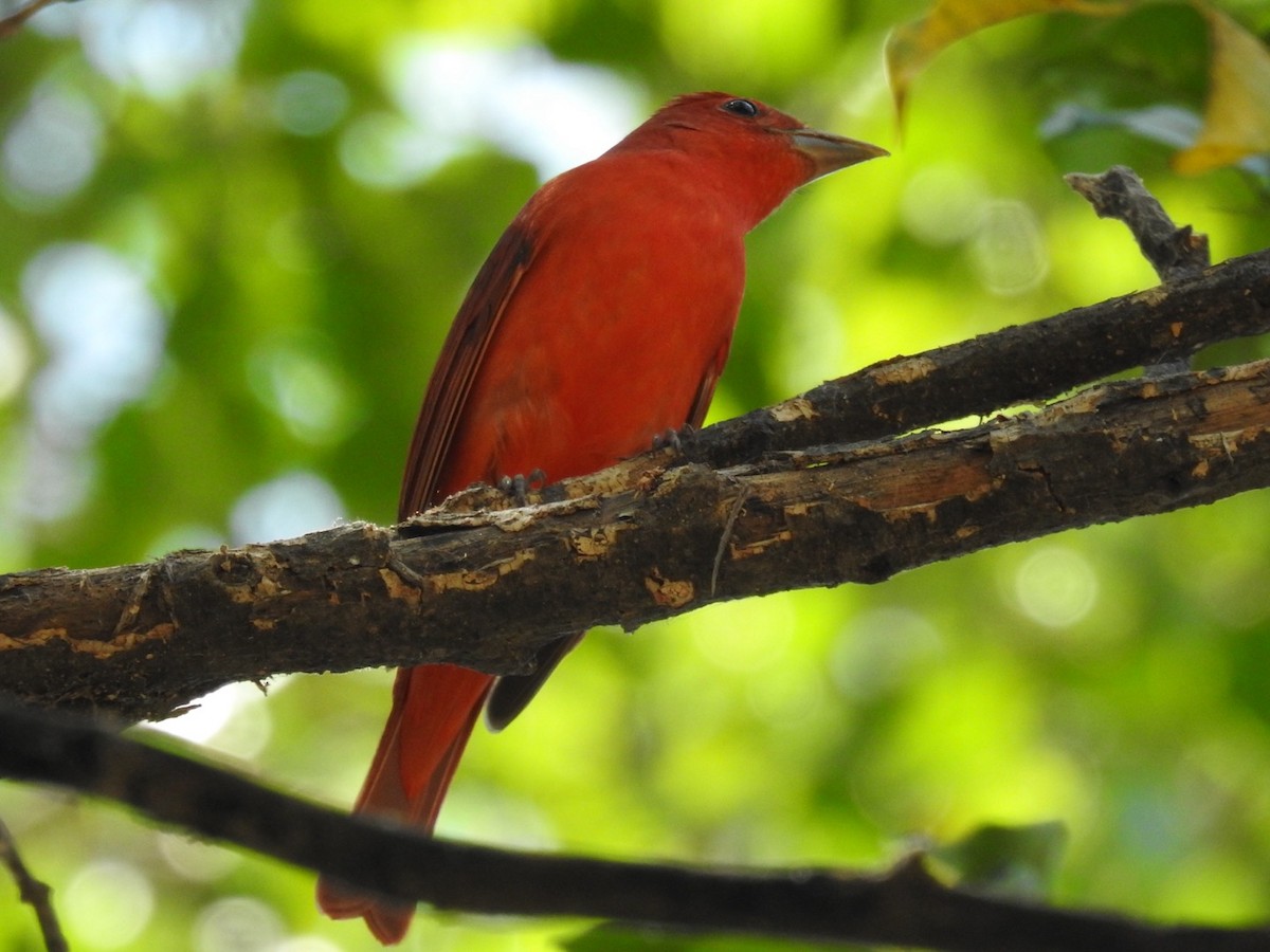 להבית אדומה - ML644568152