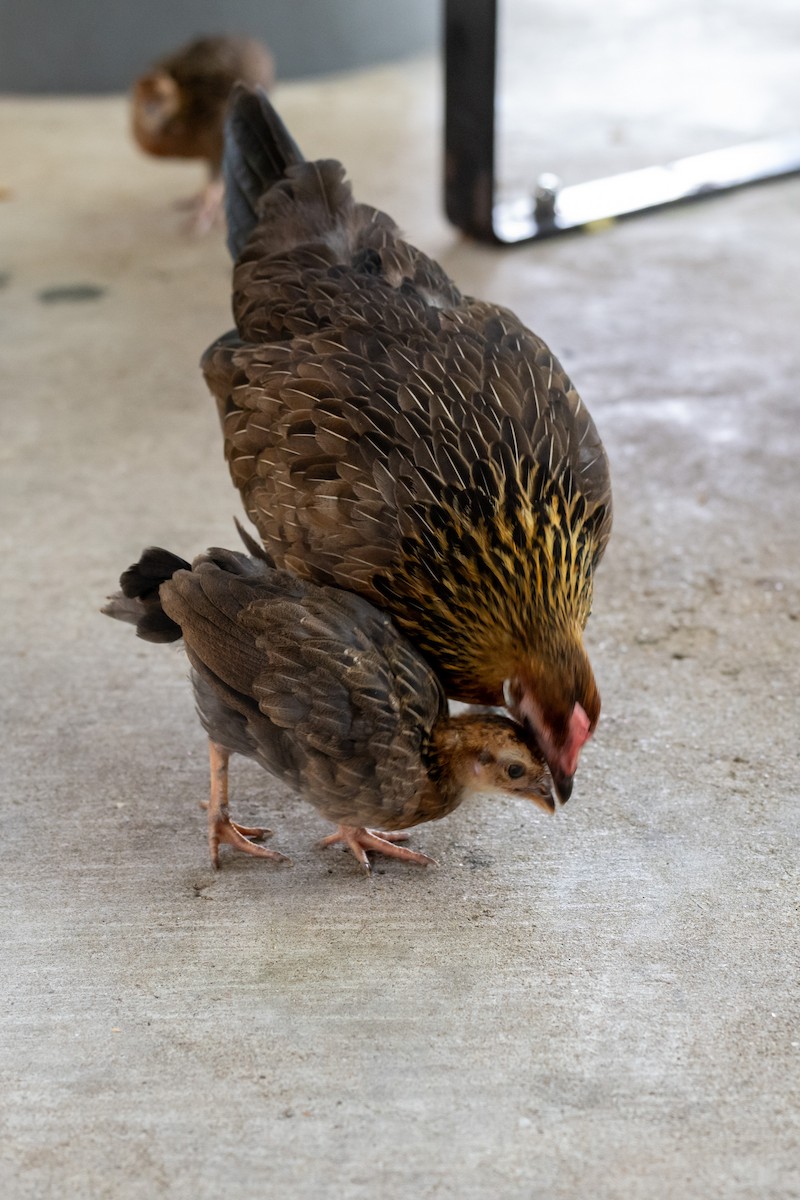 jungelhane - ML644568154