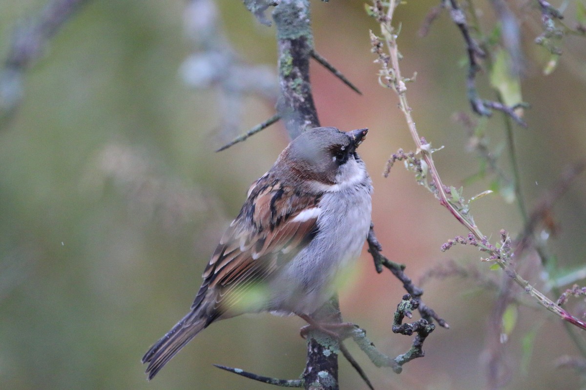 House Sparrow - ML644568155