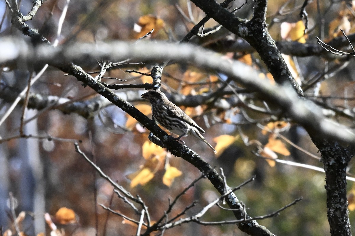 Purple Finch - ML644568158