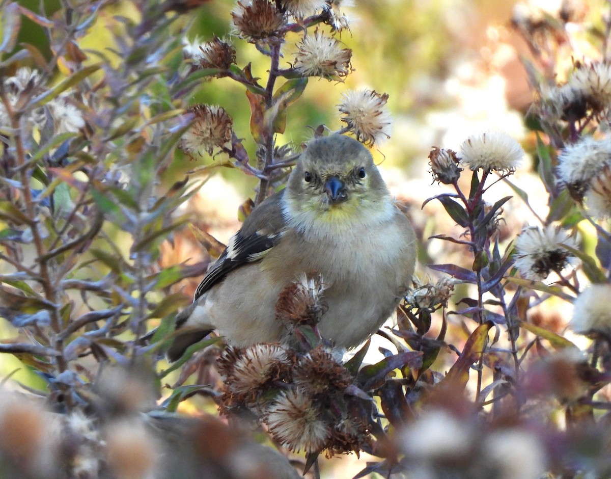 American Goldfinch - ML644568159