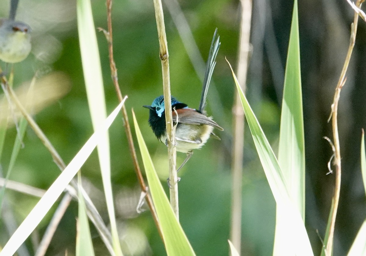 Maluro Elegante - ML644568161