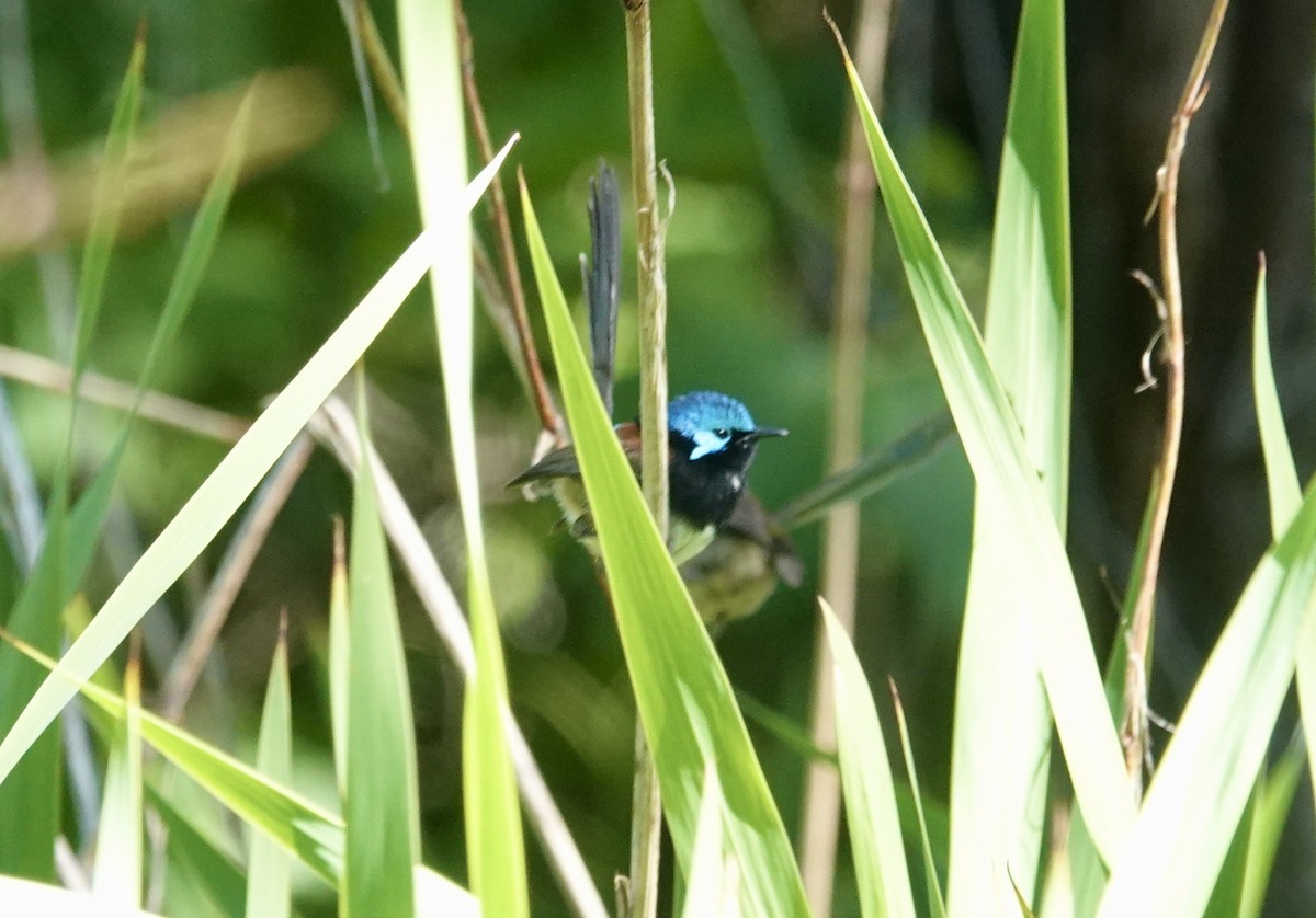 Maluro Elegante - ML644568162
