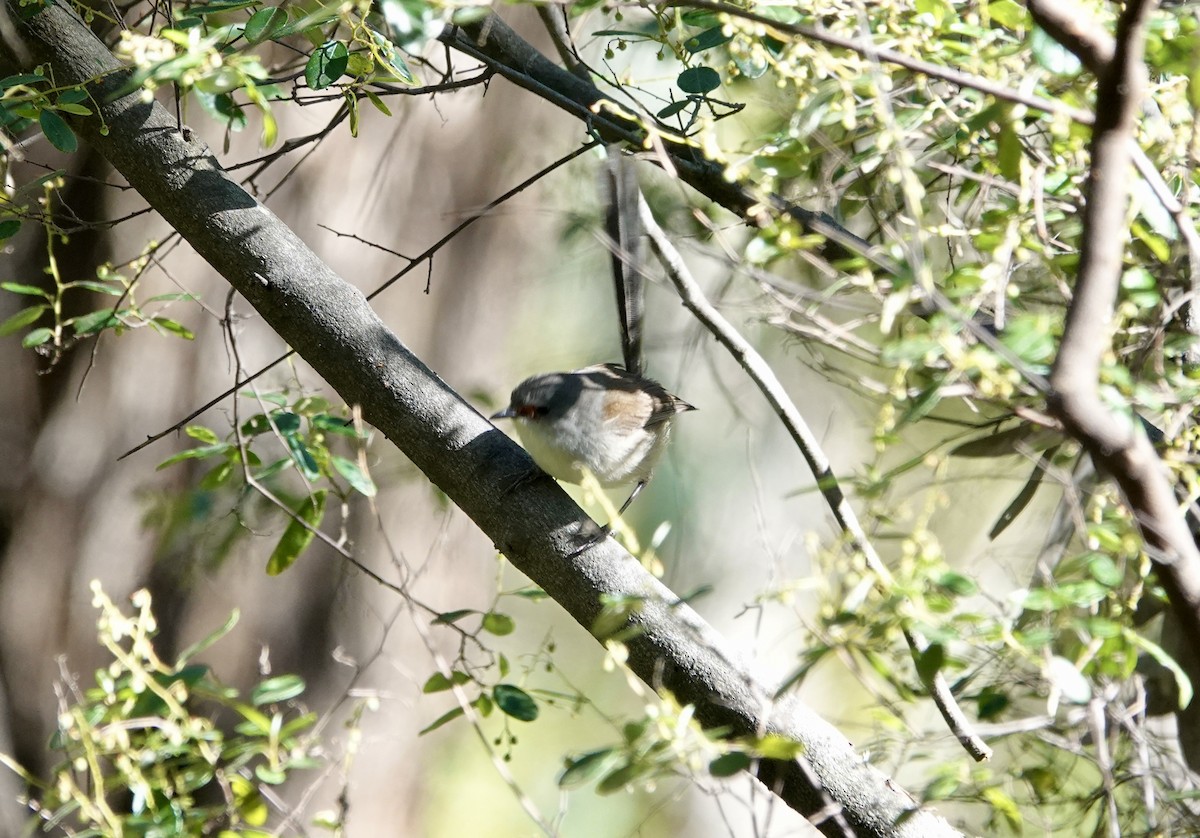 Maluro Elegante - ML644568163