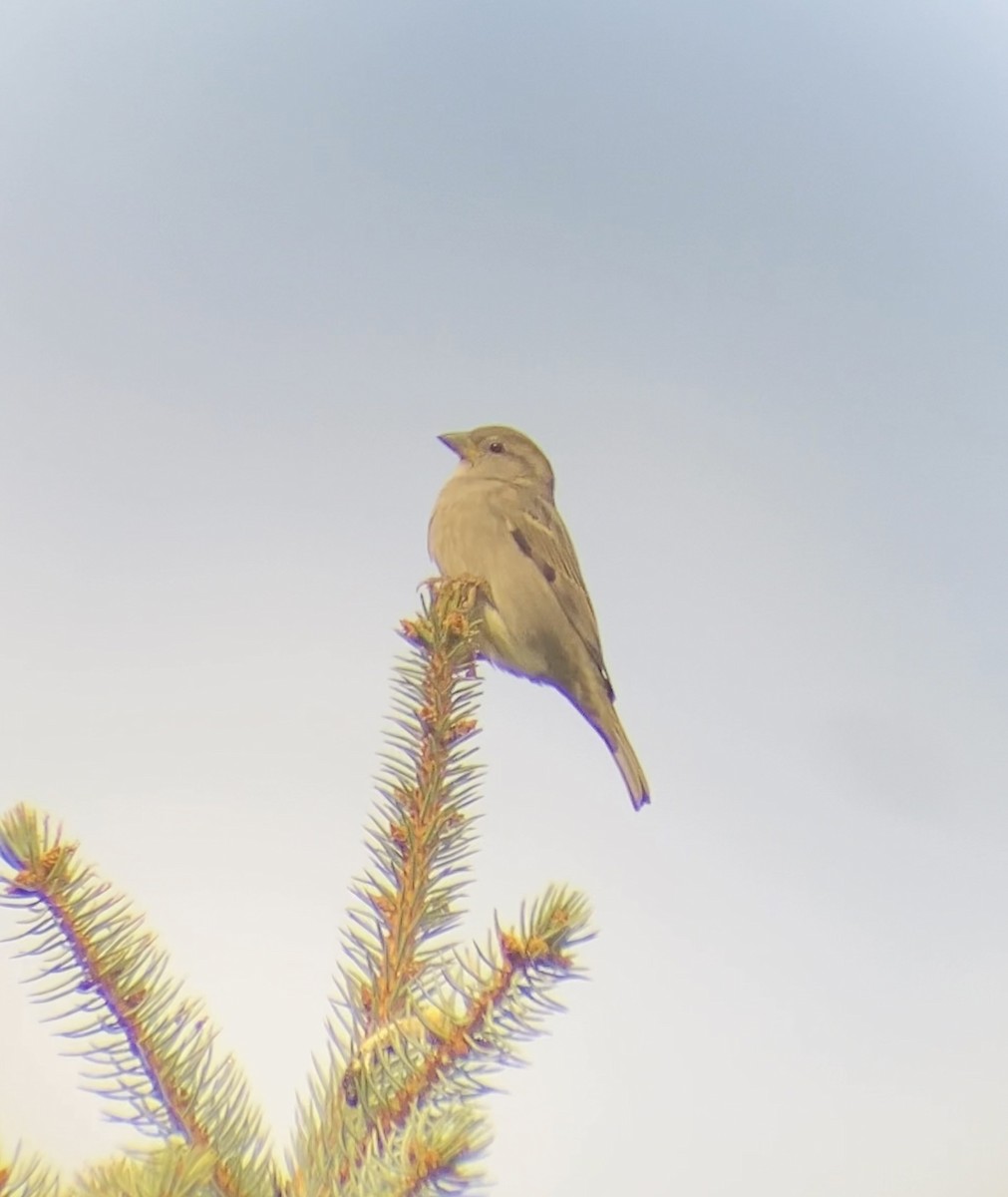 House Sparrow - ML644568172