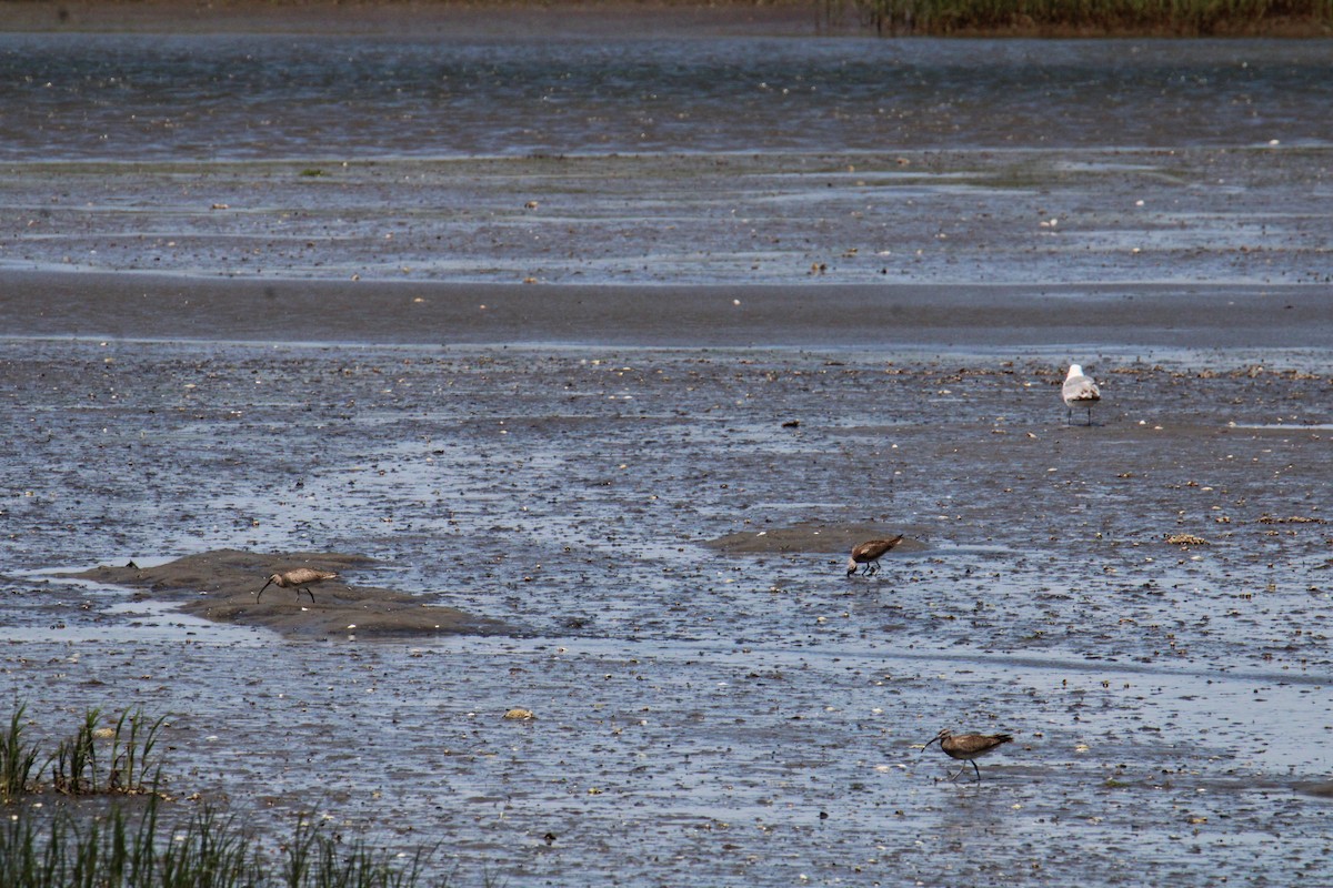 Hudsonian Whimbrel - ML644568175
