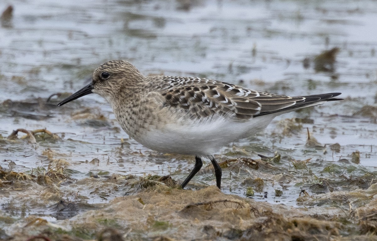 Побережник канадський - ML644568177