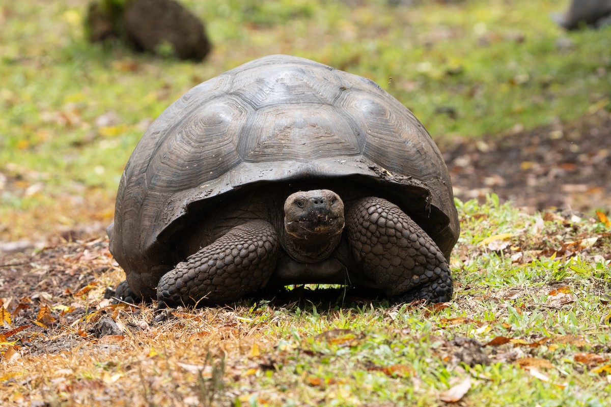Western Santa Cruz Giant Tortoise - ML644568182
