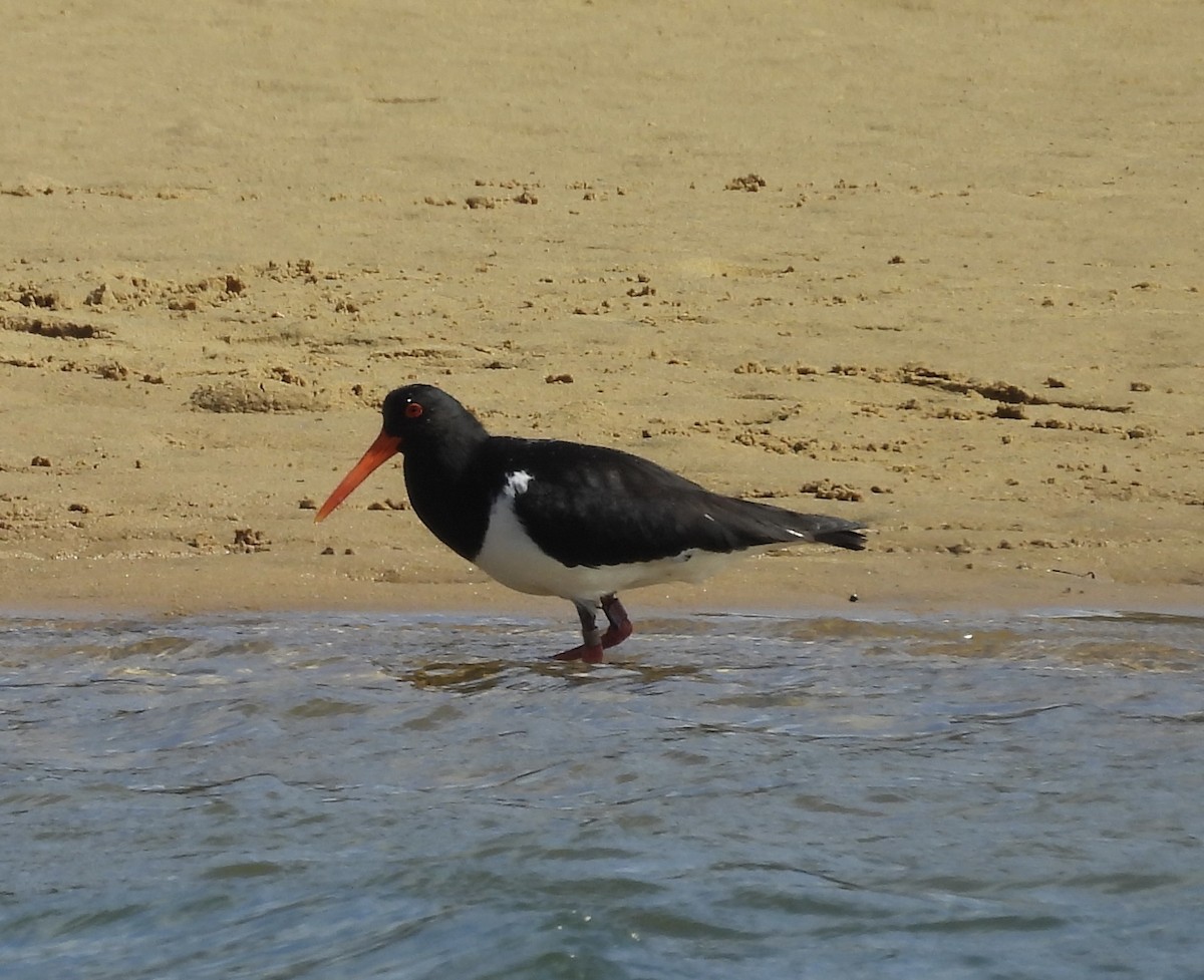 ústřičník dlouhozobý - ML644568191