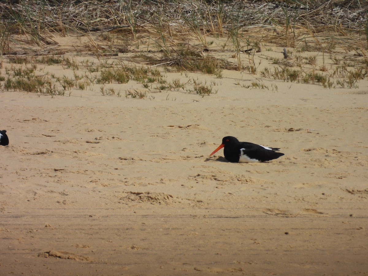 ústřičník dlouhozobý - ML644568194
