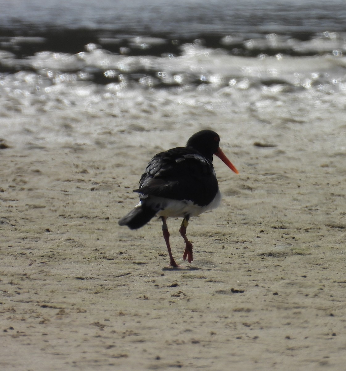 ústřičník dlouhozobý - ML644568195