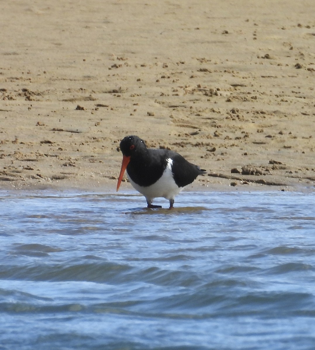 ústřičník dlouhozobý - ML644568196