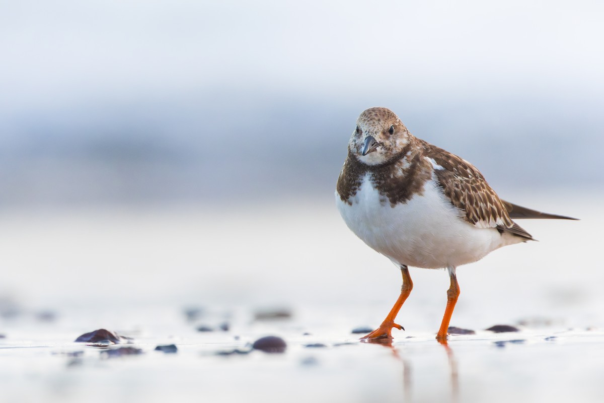 Крем'яшник звичайний - ML644568199