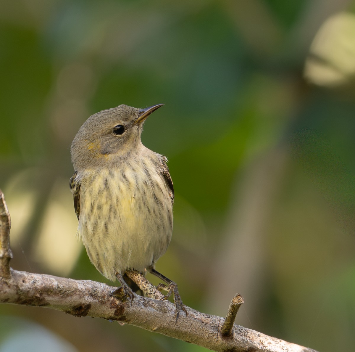 Paruline tigrée - ML644568205