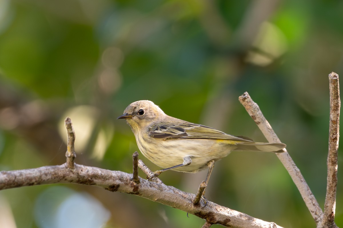 Paruline tigrée - ML644568206