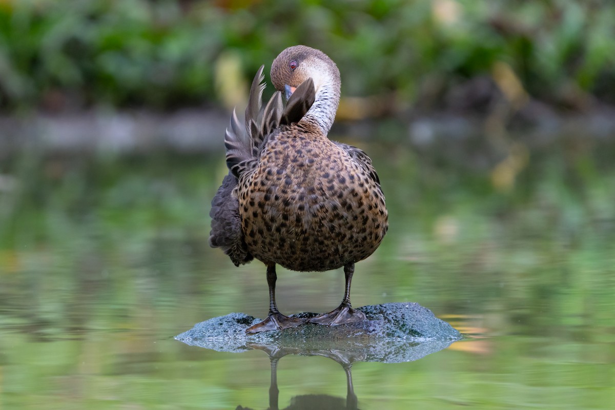 White-cheeked Pintail (Galapagos) - ML644568207