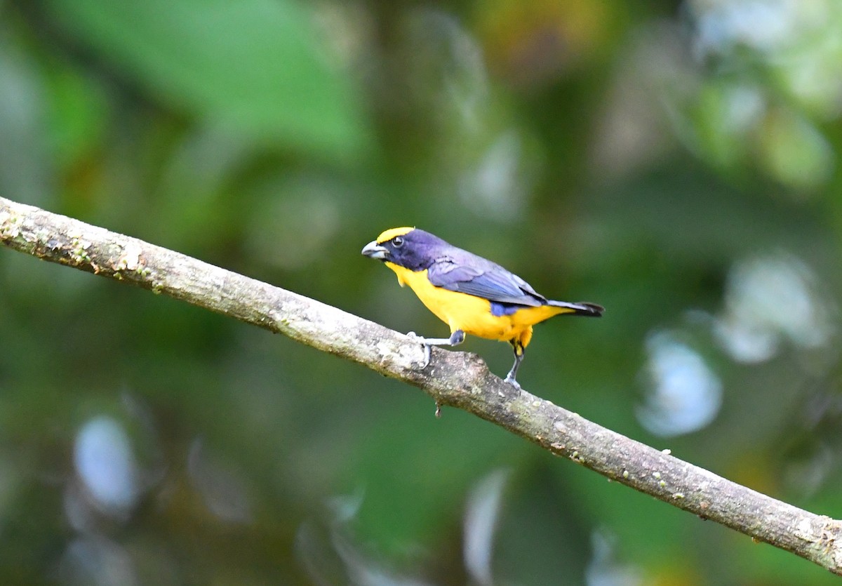 Thick-billed Euphonia - ML644568211