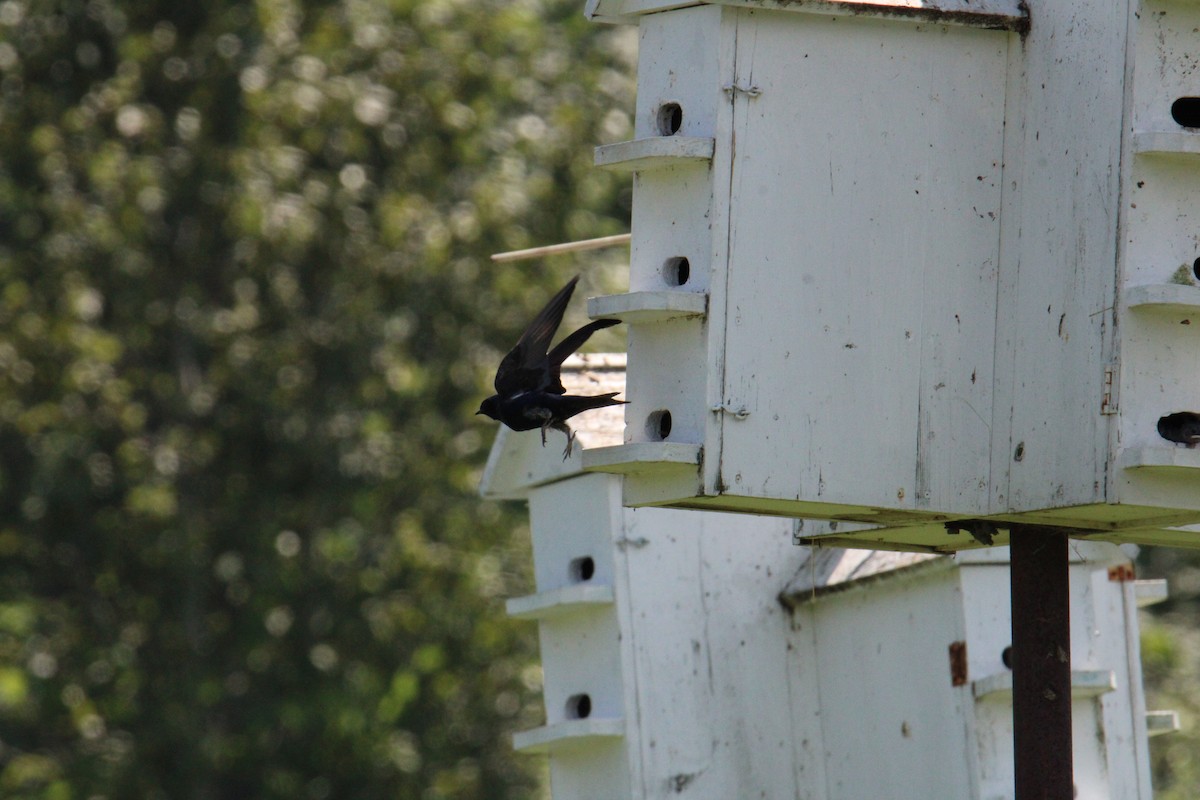 Purple Martin - ML644568216