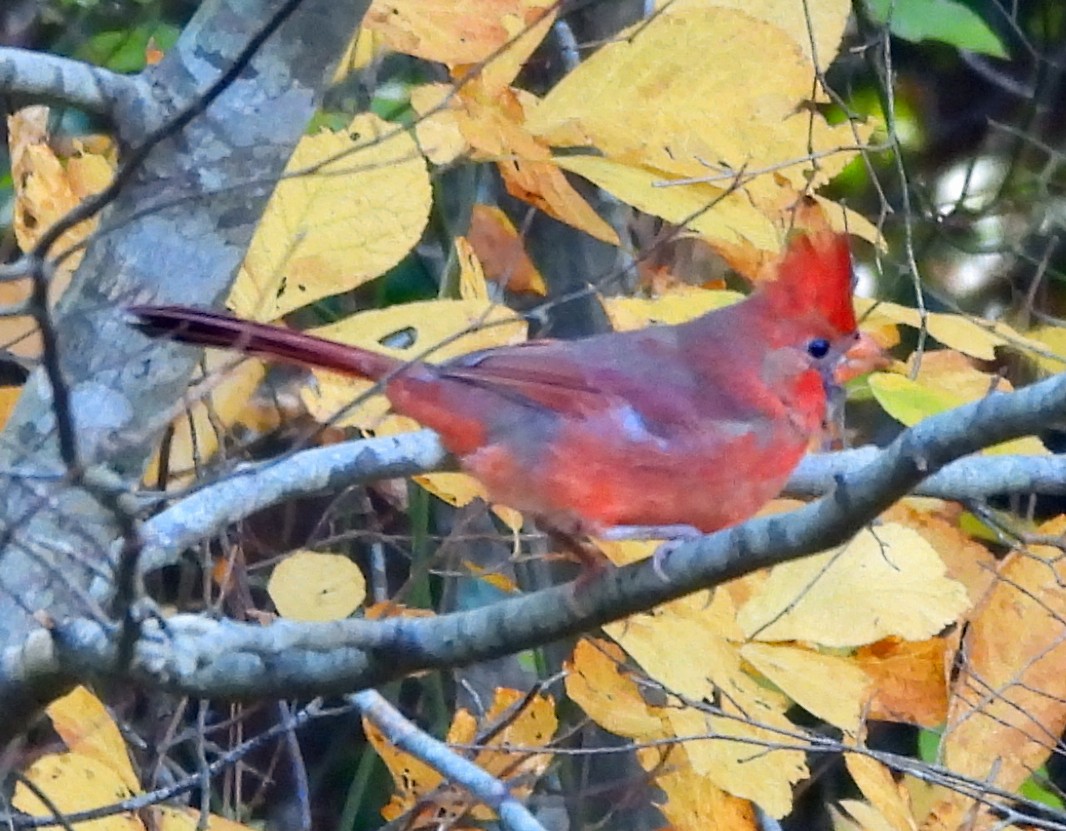 Kardinal arrunta - ML644568221