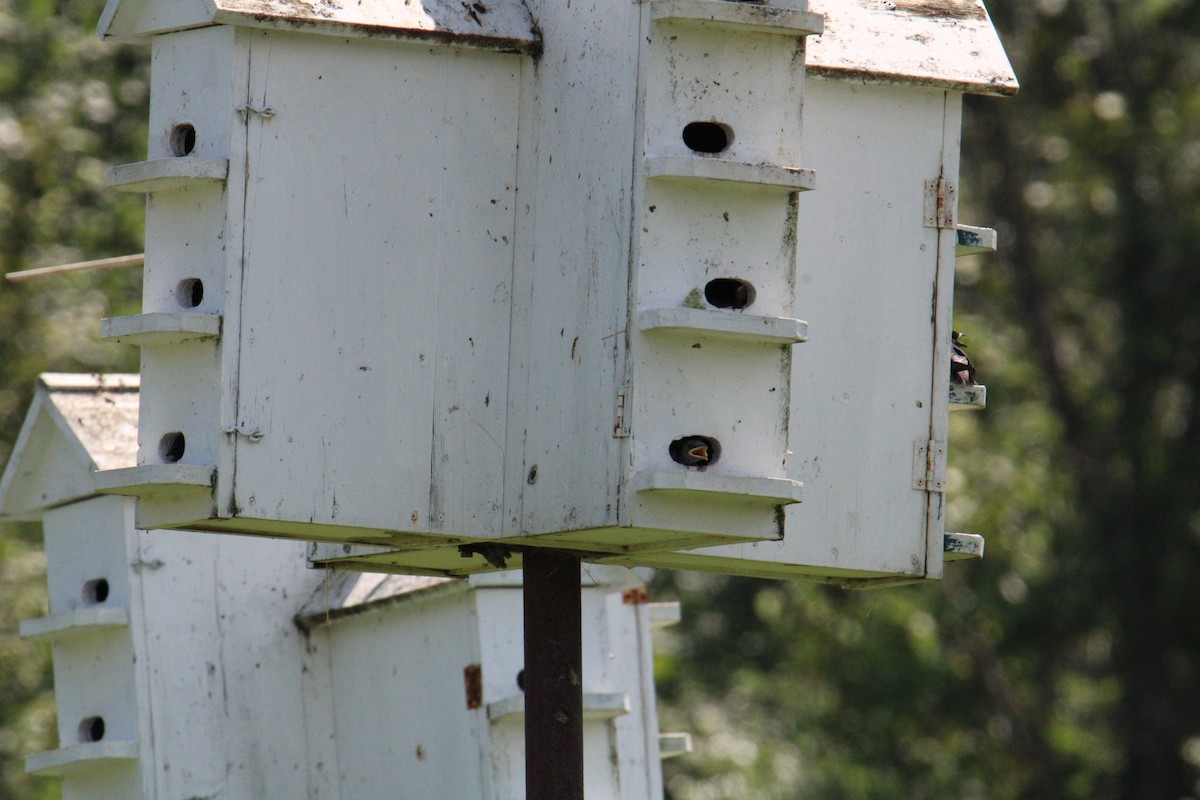 Purple Martin - ML644568223