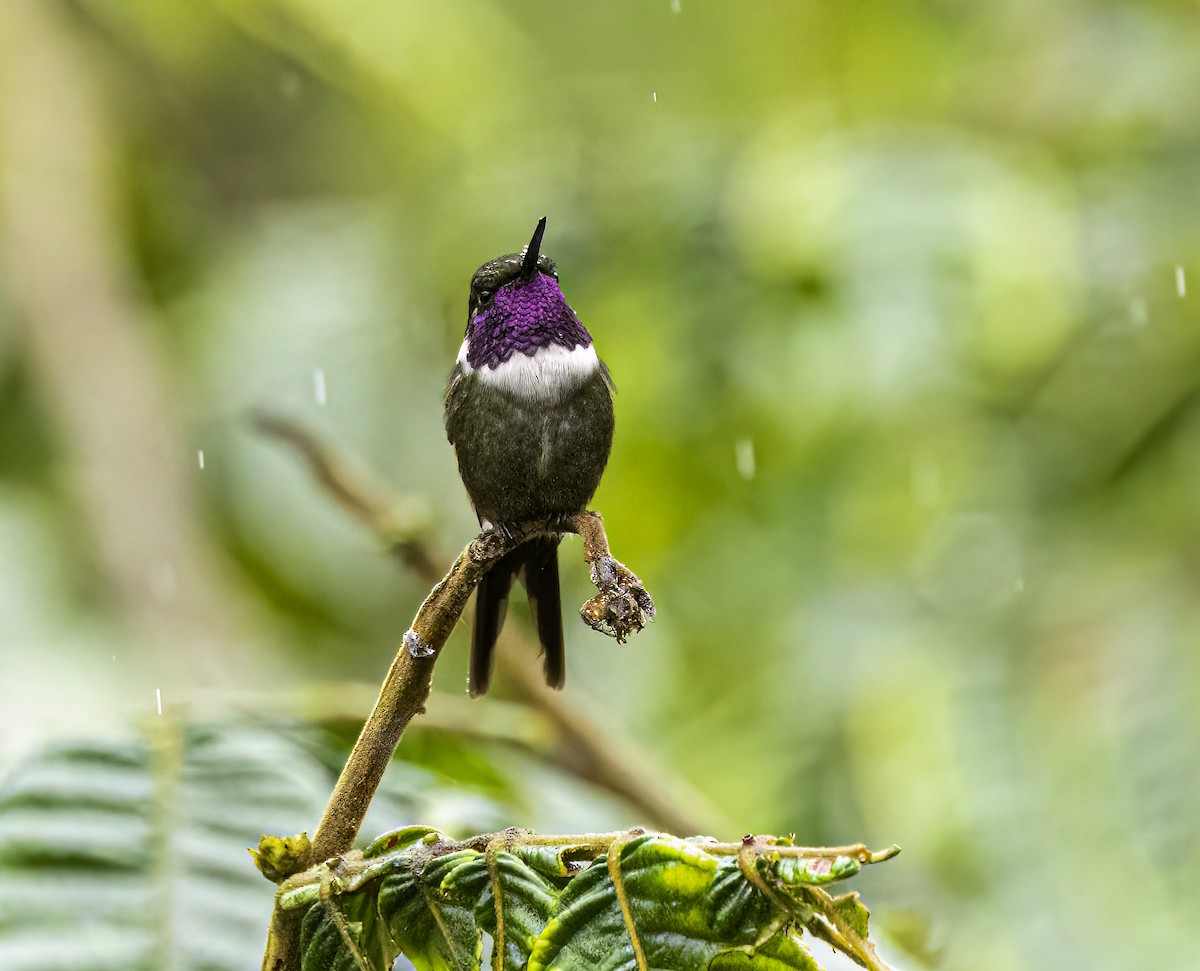 Purple-throated Woodstar - ML644568224