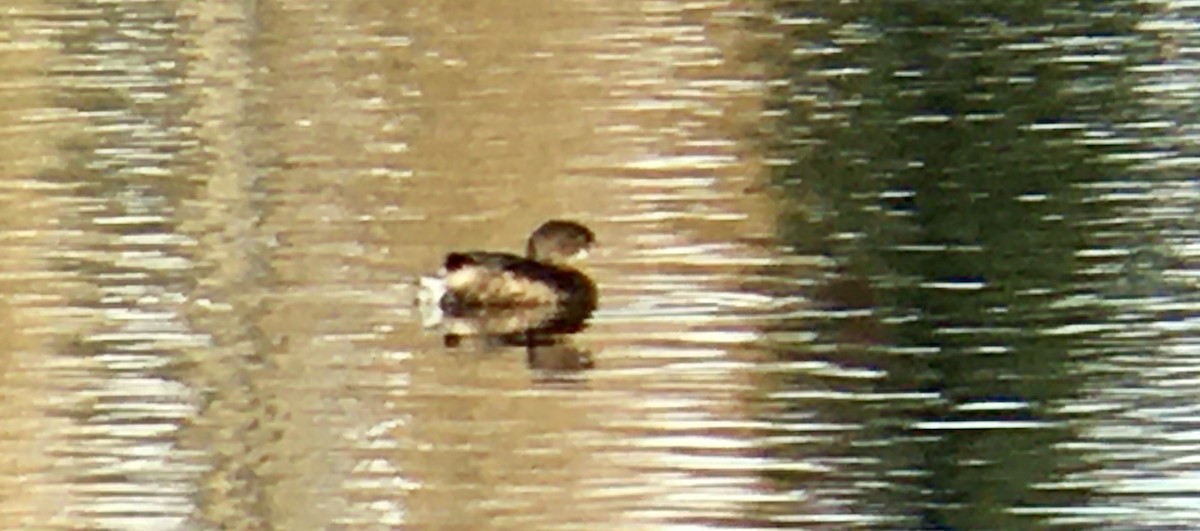 Pied-billed Grebe - ML644568229