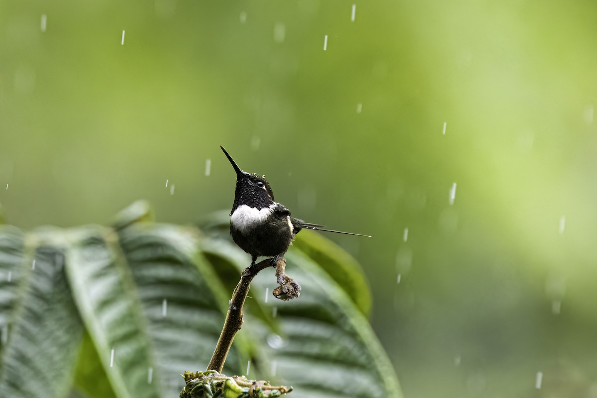 Purple-throated Woodstar - ML644568240