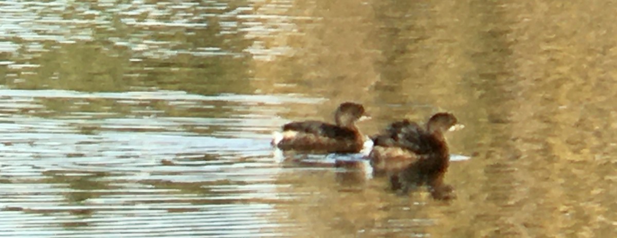 Pied-billed Grebe - ML644568242