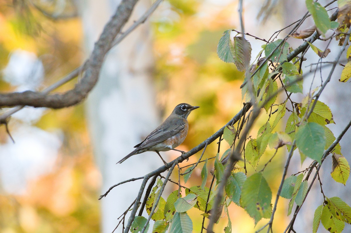 Wanderdrossel - ML644568258