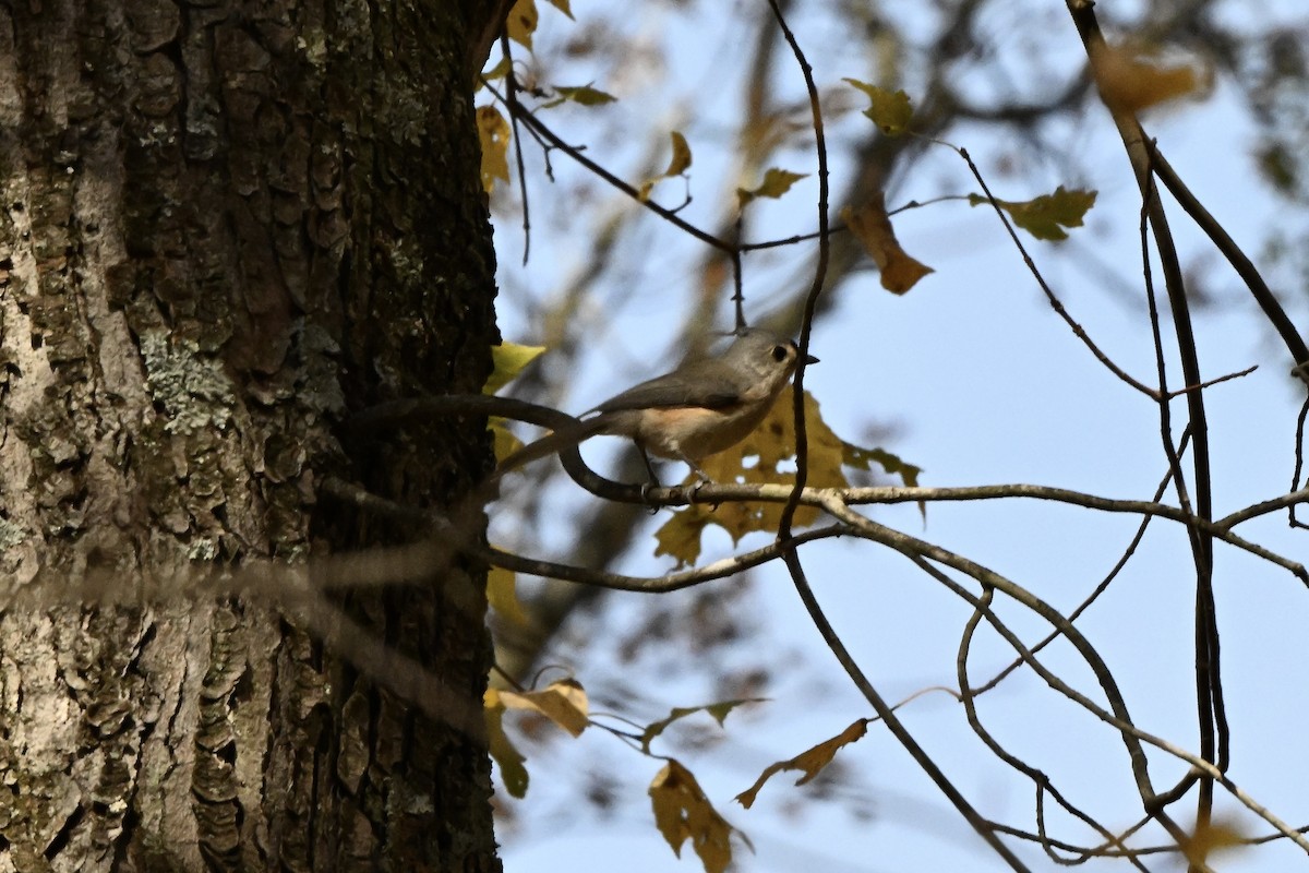 gråduskmeis - ML644568259