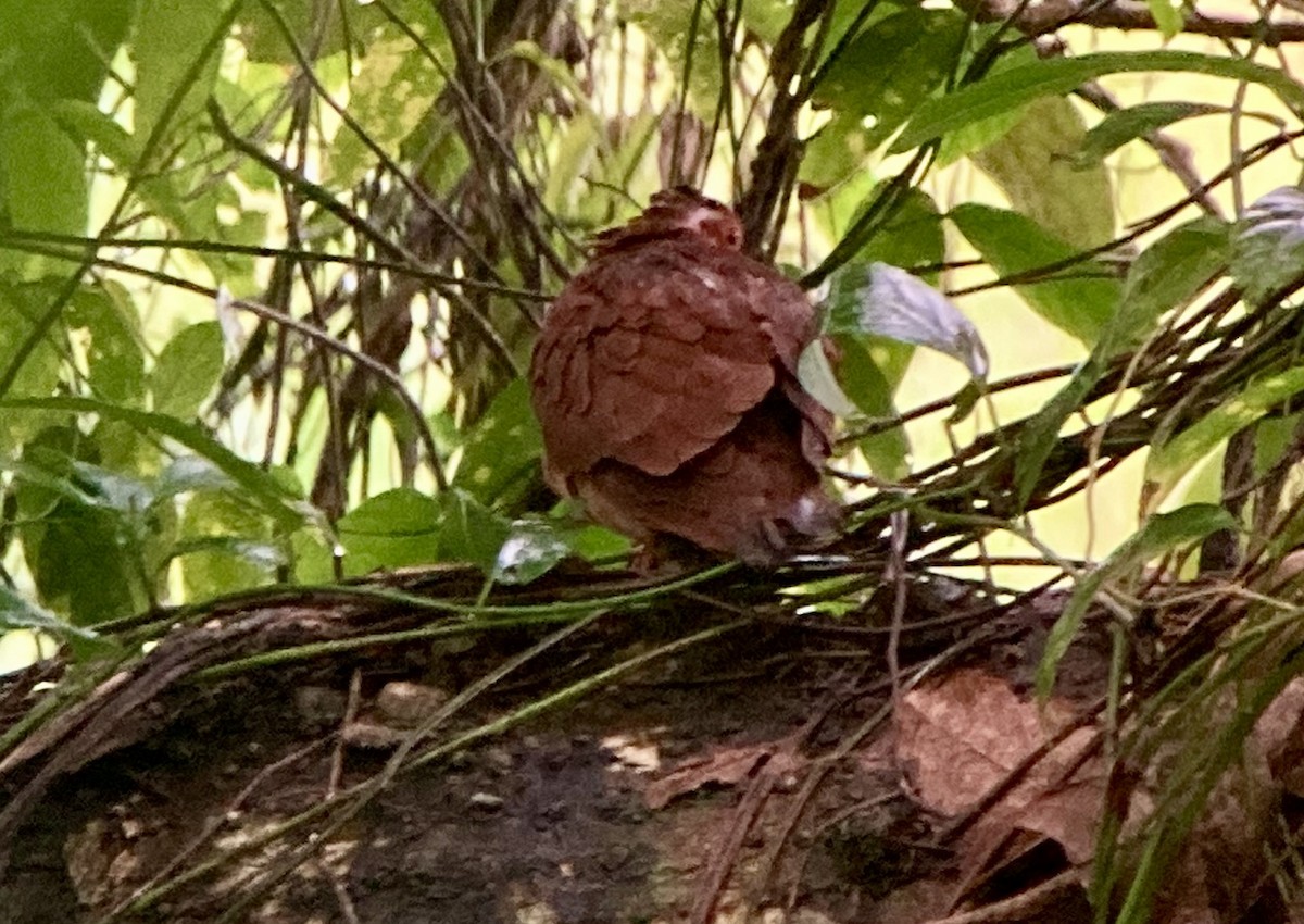 Ruddy Quail-Dove - ML644568262