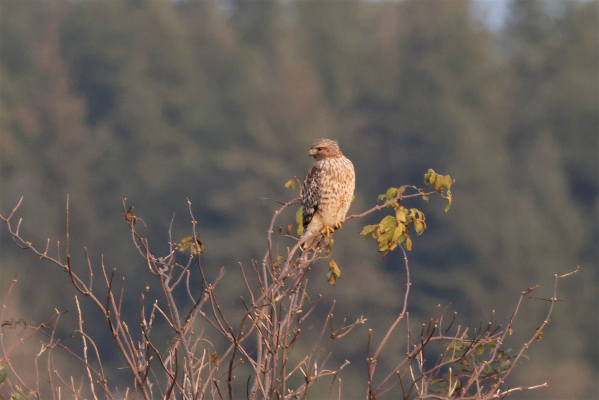 Red-shouldered Hawk - ML644568265