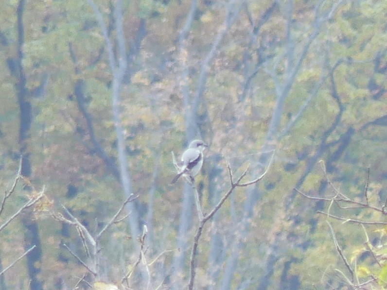 ťuhýk severní - ML644568266