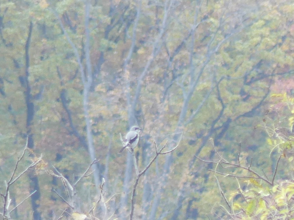 ťuhýk severní - ML644568267