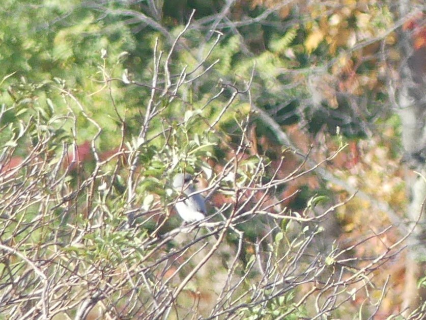 ťuhýk severní - ML644568268