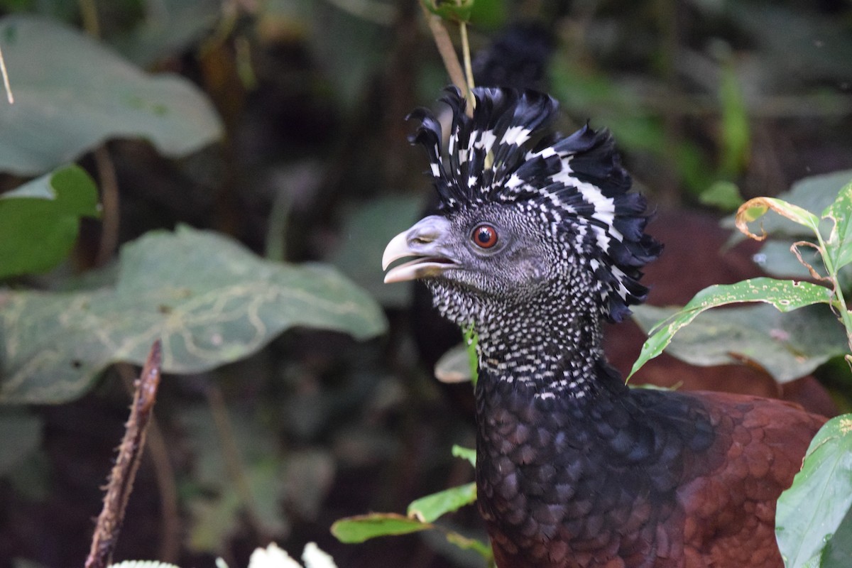 Кракс великий - ML644568269