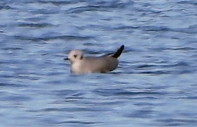 Мартин канадський - ML644568272