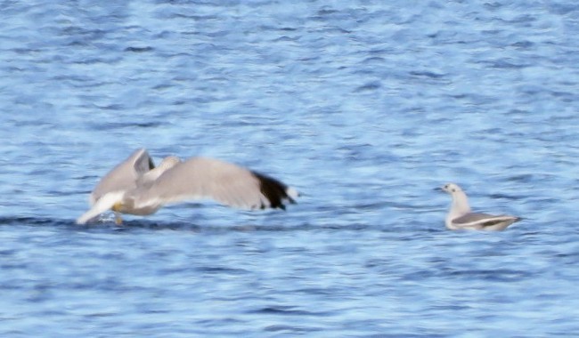 Мартин канадський - ML644568273