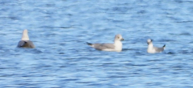 Мартин канадський - ML644568274