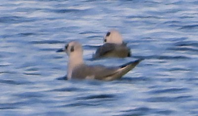 Мартин канадський - ML644568275