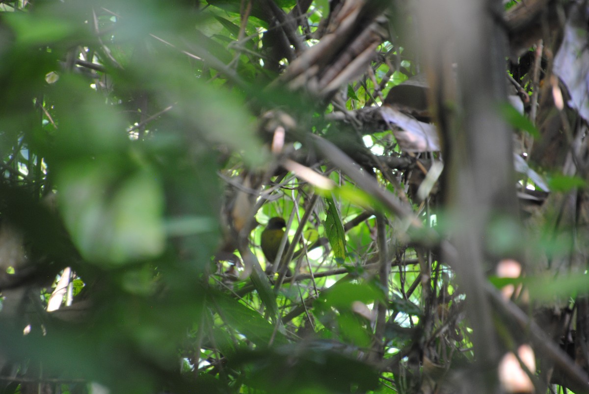 Dusky-faced Tanager - ML644568277